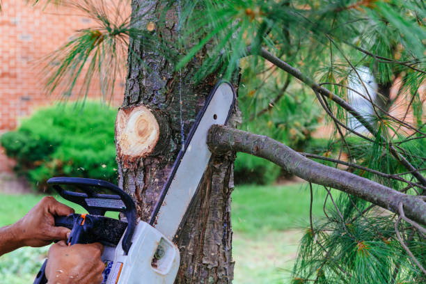 Best Emergency Storm Tree Removal  in Welcome, SC